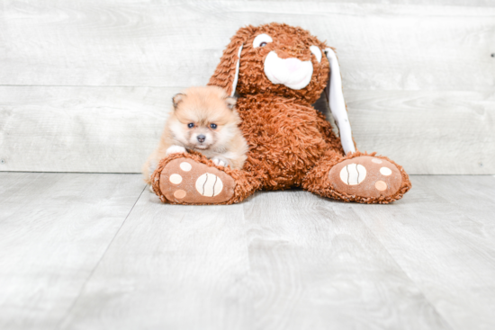 Happy Pomeranian Purebred Puppy