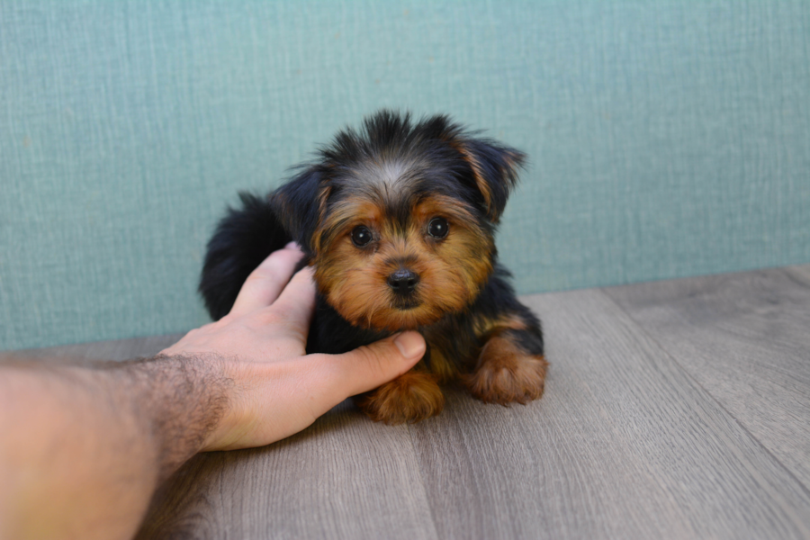 goldies yorkies reviews teacup yorkie puppy goldies yorkies reviews teacup yorkie puppy