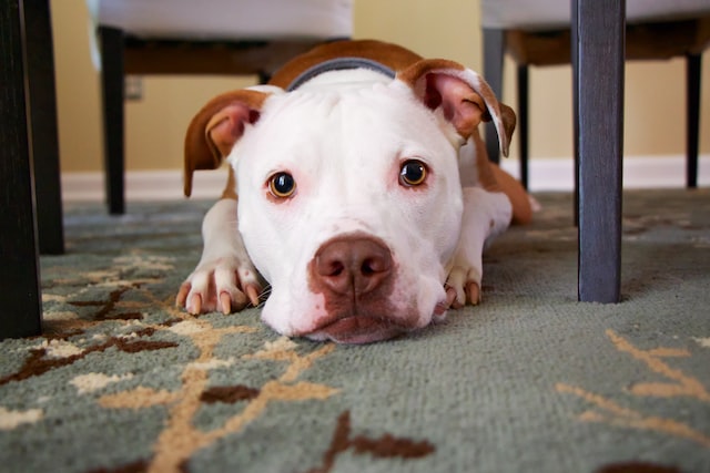 dog sitting under the table