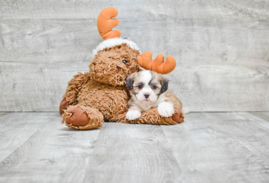 Teddy Bear Pup Being Cute