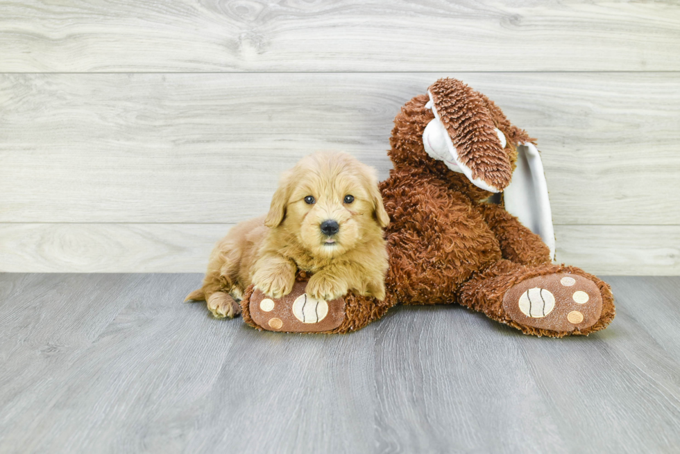Meet George - our Mini Goldendoodle Puppy Photo 2/3 - Premier Pups