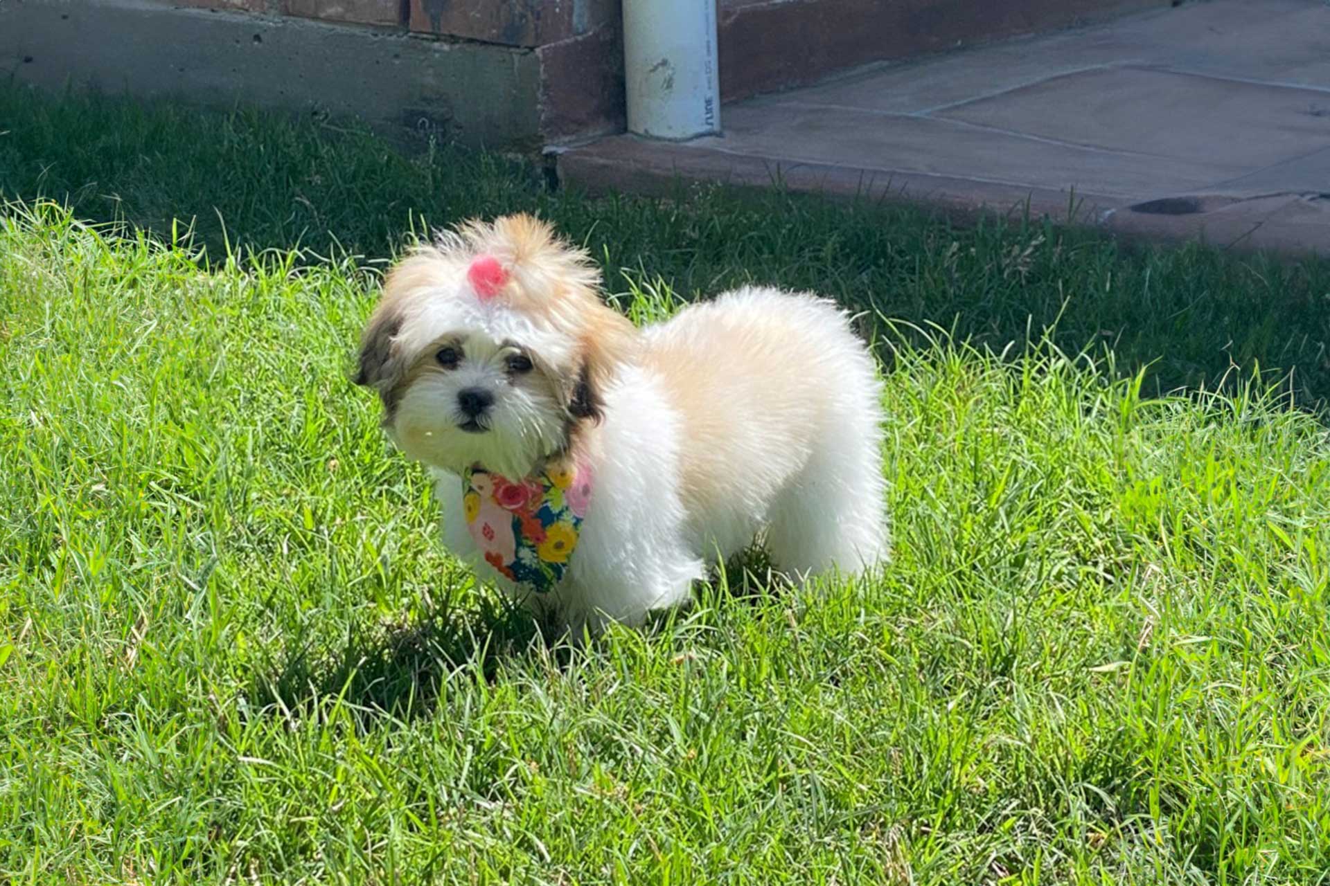 White Malshi Puppy Characteristics