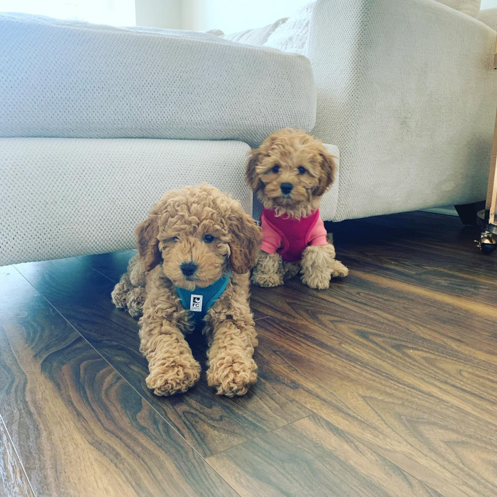 two cavapoos