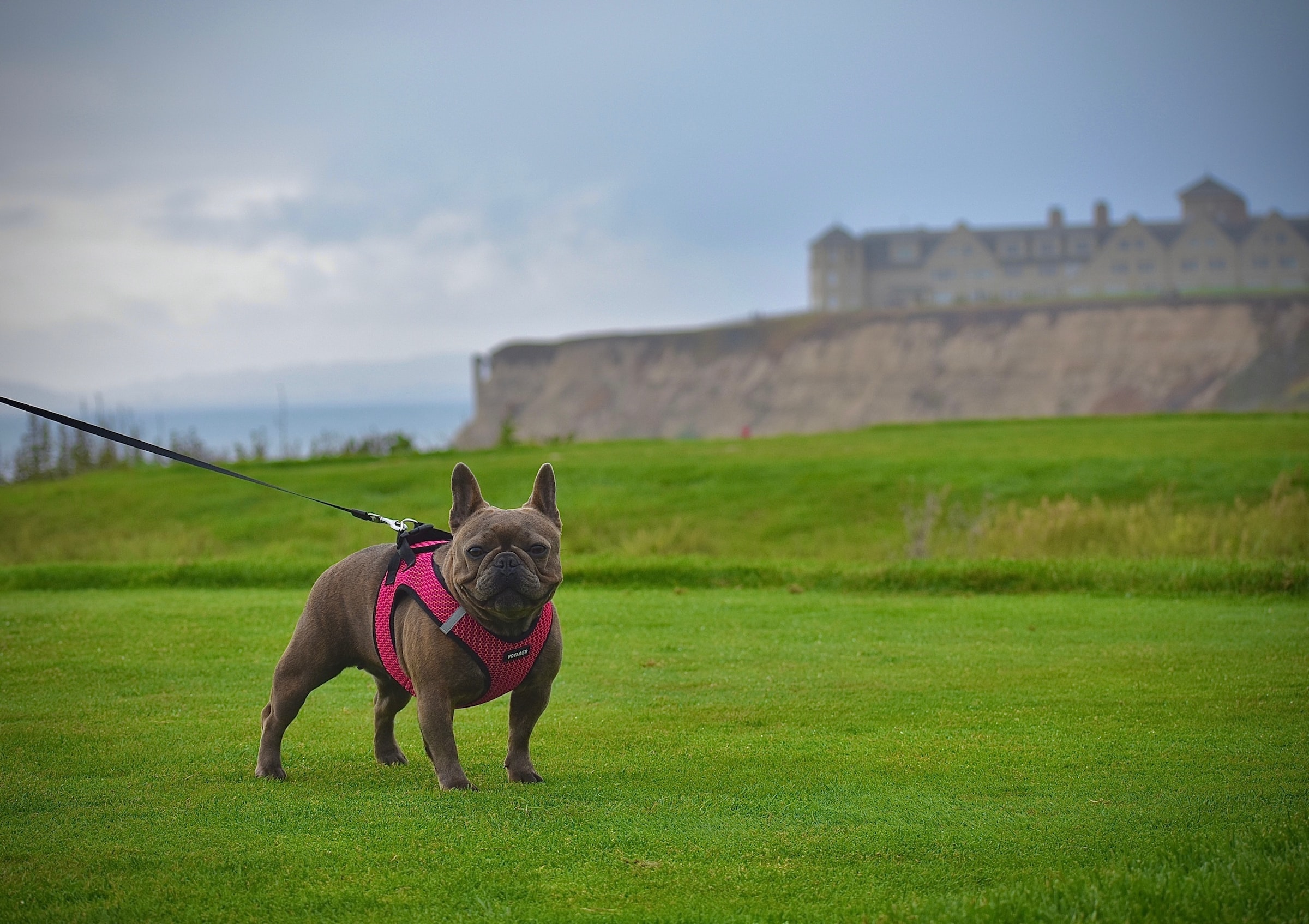 chocolate French bulldog on green grass