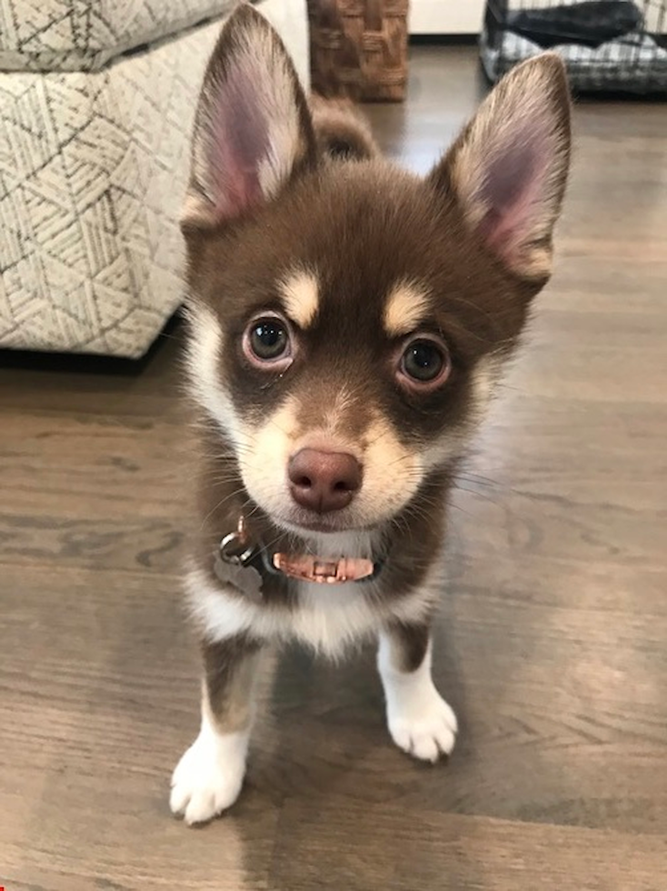 Pomsky Being Cute