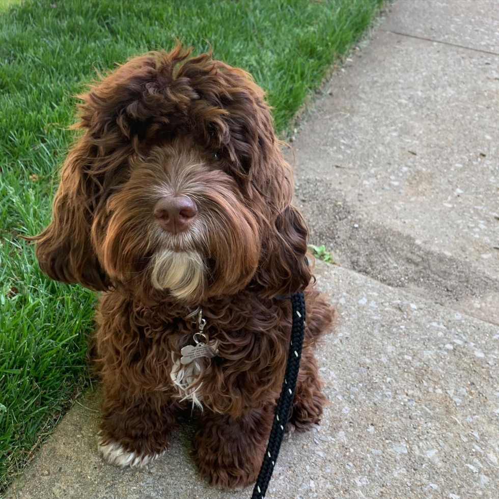 cockapoo dog with lamb cut - cockapoo haircuts and hairstyles