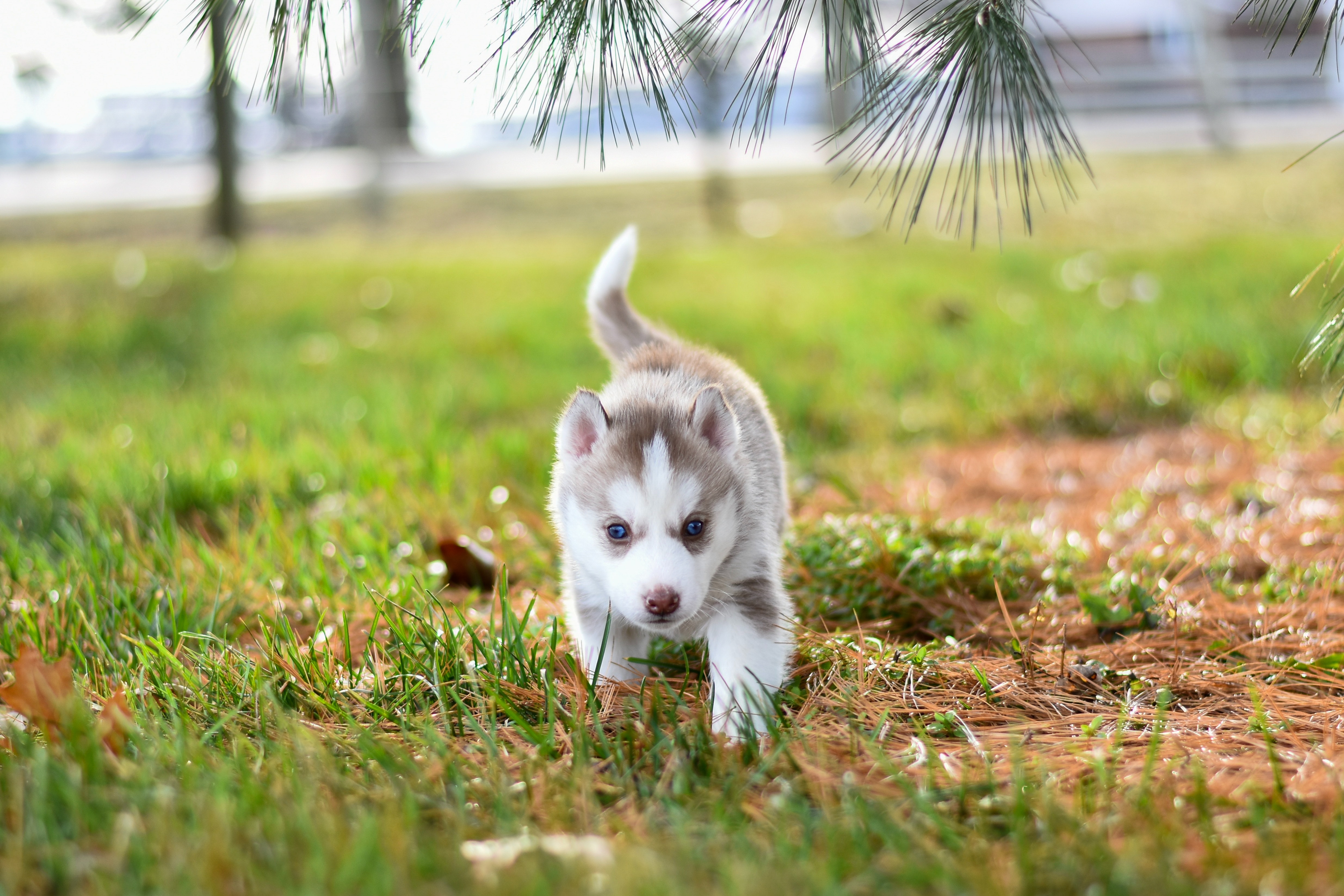 adorable husky puppy walking on grass