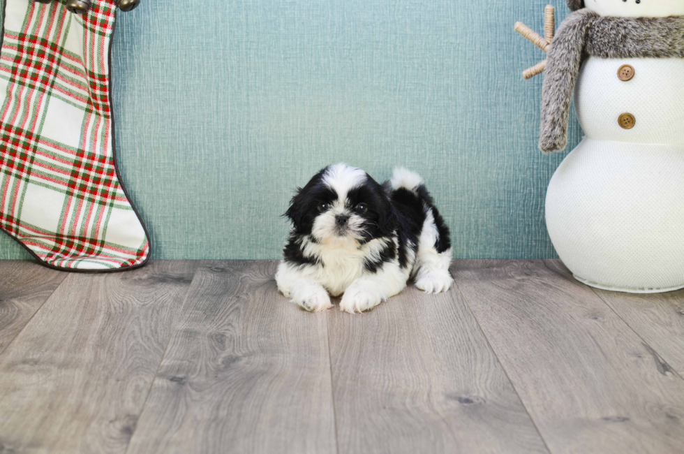 Teddy Bear Puppies For Sale - Shichon puppies for sale in Ohio