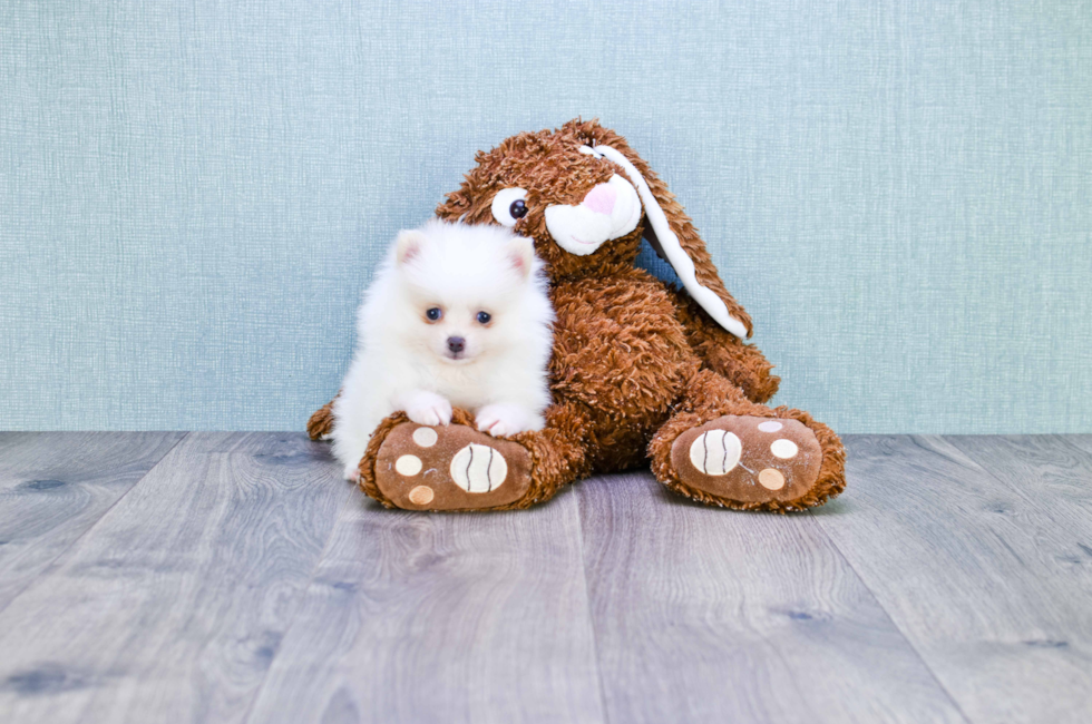 Pomeranian puppies for sale Teacup breed Pom puppies for sale in Ohio