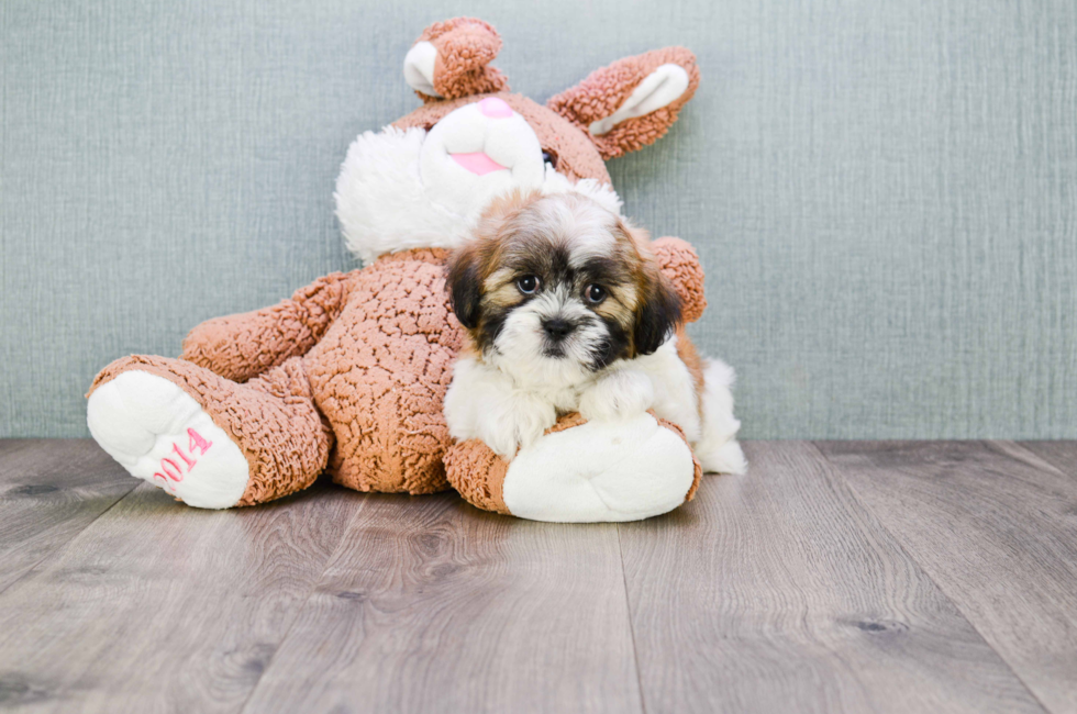 teddy bear puppy dogs for sale