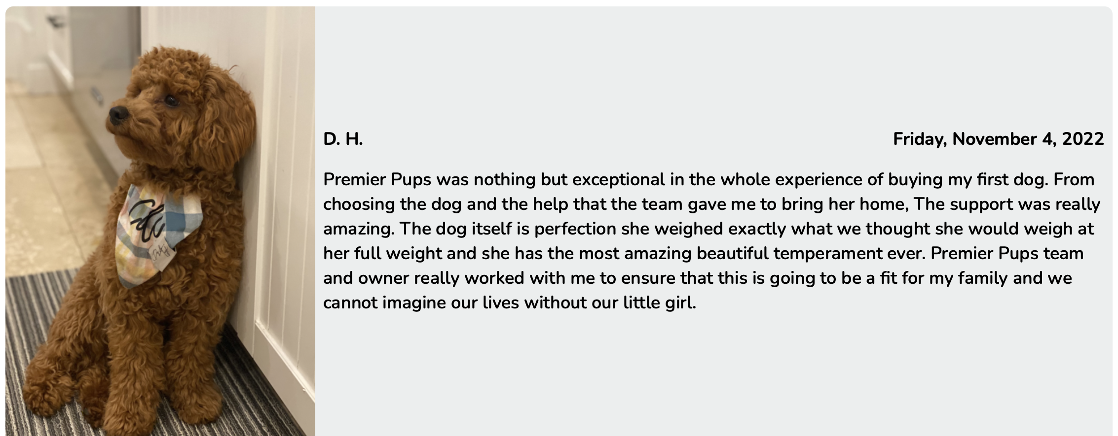 premier pups mini goldendoodle breeders - review DH customer