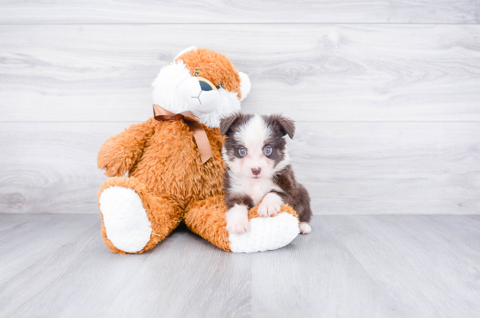 Miniature Aussiedoodle puppies for sale Small cross breed puppies for