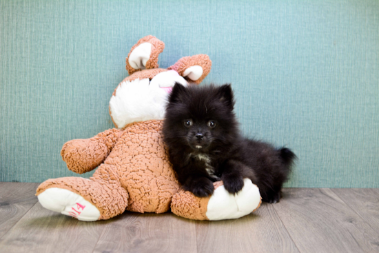 Pomeranian Puppy for Adoption