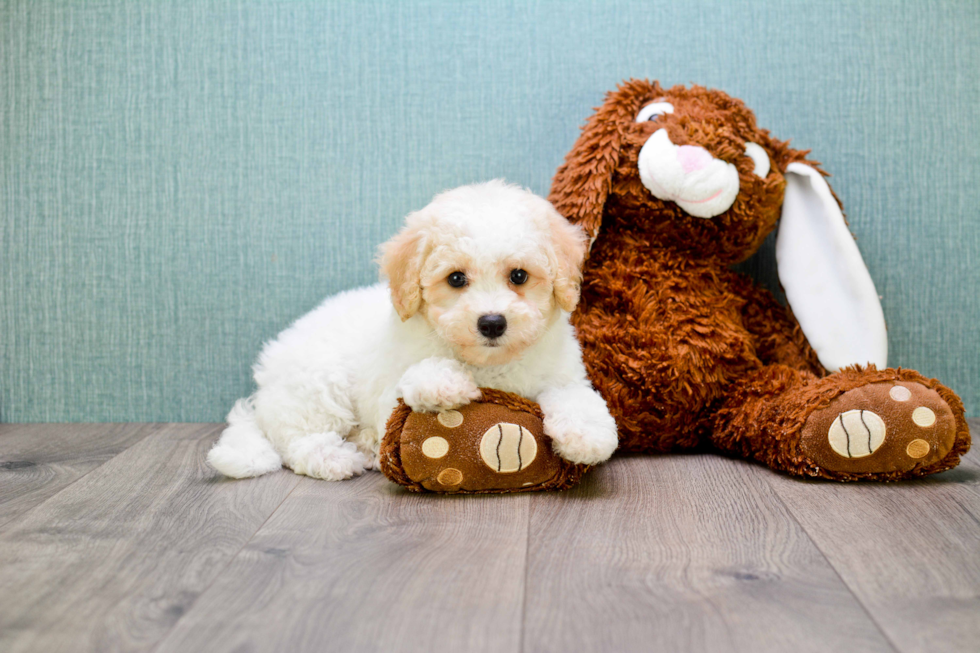 golden retriever poodle mix puppy