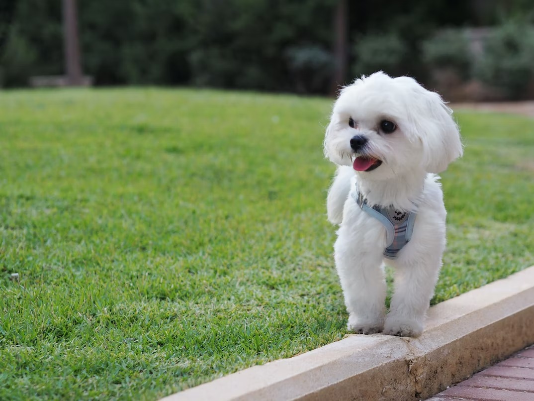 well-groomed Maltese showcasing its lustrous and clean coat emphasizing the importance of regular grooming