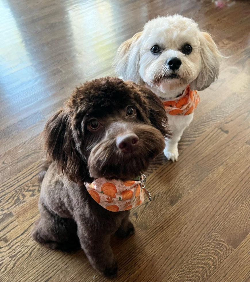 two mini cockapoos one female cockapoo and one male cockapoo next to eachother