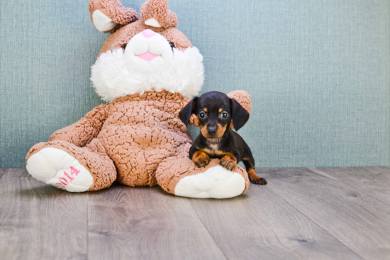 Cute Dachshund Baby