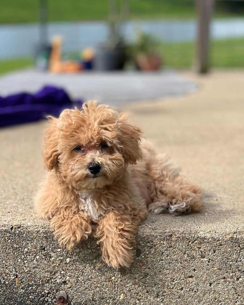 Adorable Poochon puppy mix of Miniature or Toy Poodle with Bichon Frise