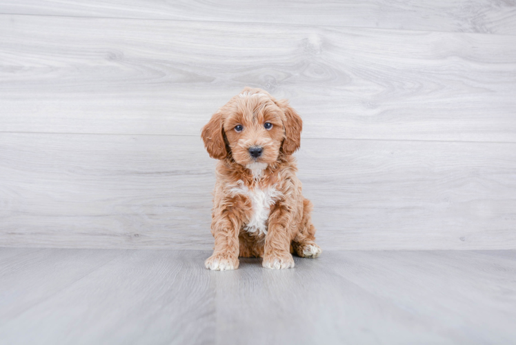 Meet Myles - our Mini Goldendoodle Puppy Photo 1/3 - Premier Pups