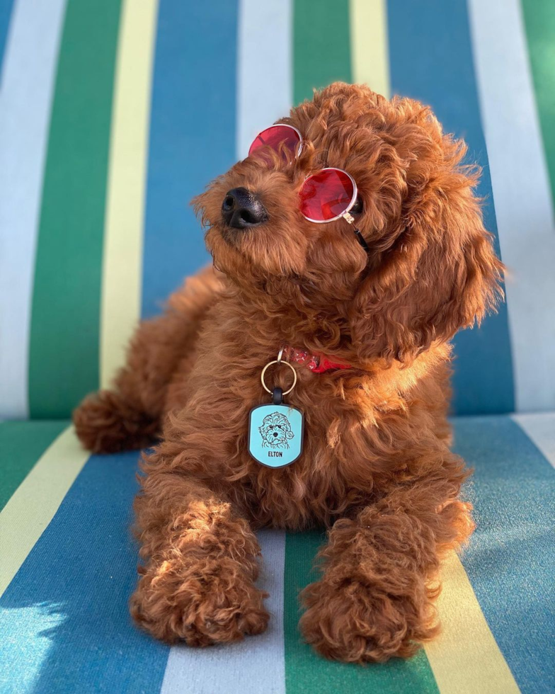 red goldendoodle mini puppy sitting on a sun chair wearing red sunglasses. the red dog is looking to the side