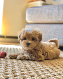 Maltipoo Being Cute