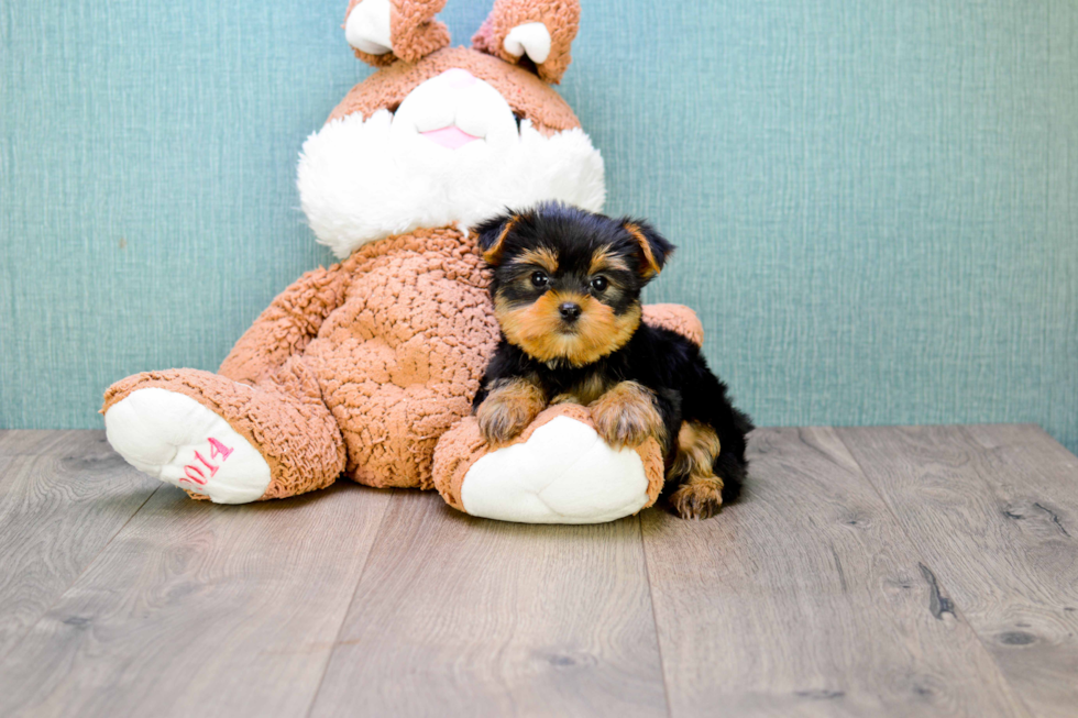 Meet Rascal - our Yorkshire Terrier Puppy Photo 
