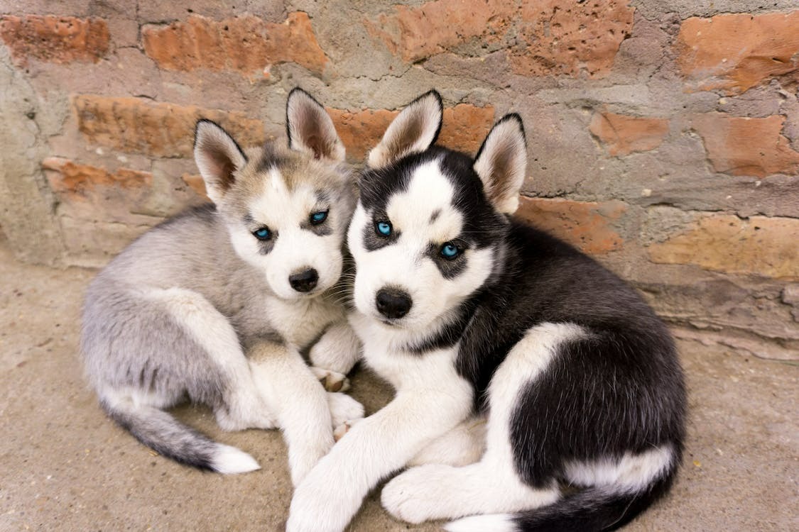 Two Husky dogs bonding highlighting the joy of companionship