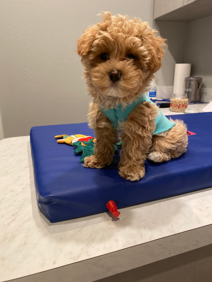 multigenerational maltipoo with curly hair