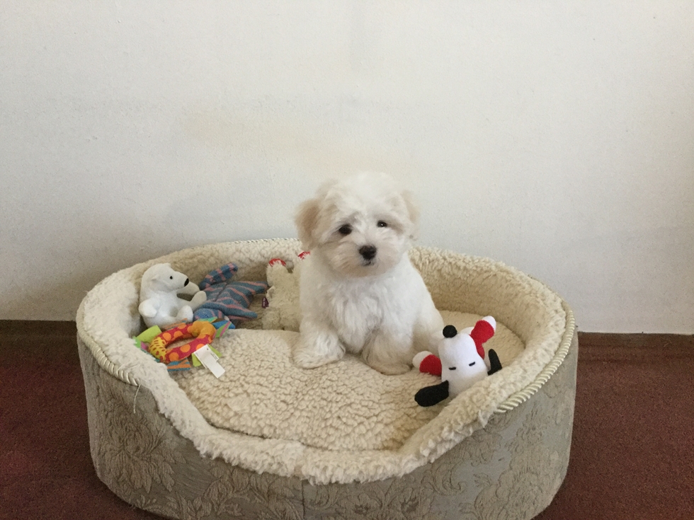 Fluffy white Maltese joyful and social companion for teenagers