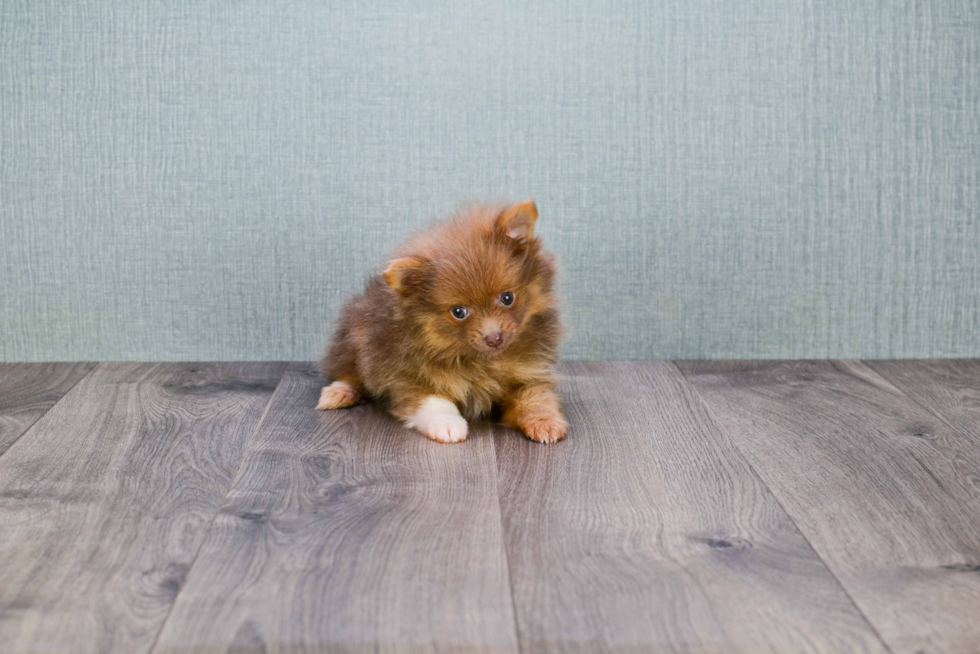Adorable Pomeranian Purebred Puppy