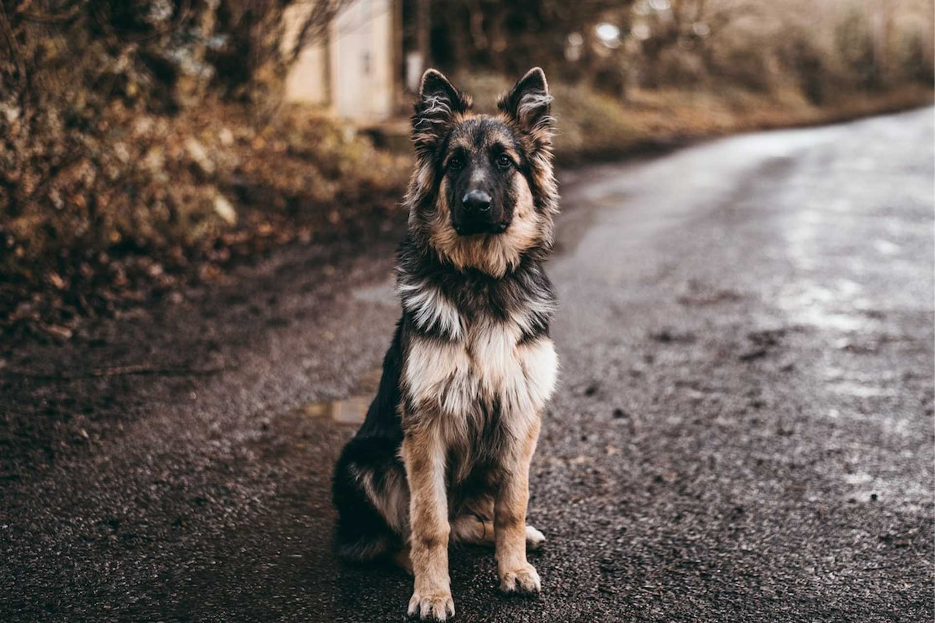 Hero Dogs Brave and Loyal Protectors