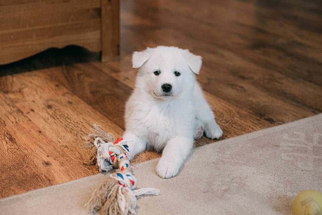 friendly white dog playing