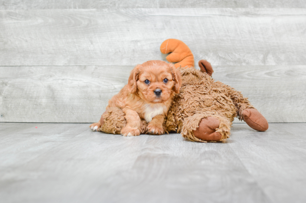 Cavalier Puppies for Sale