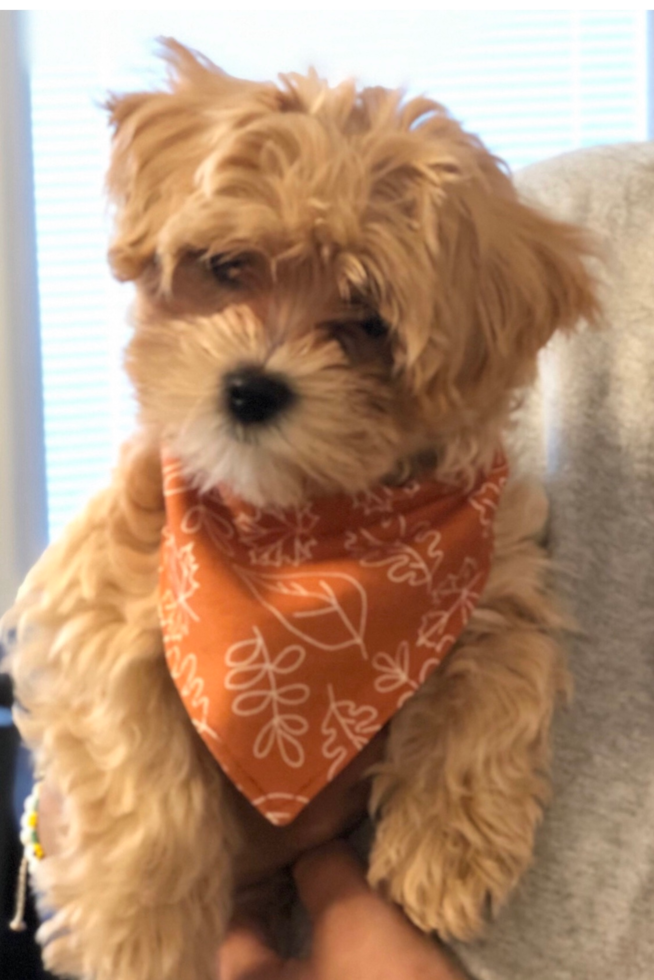 cute apricot maltipoo dog wearing an orange bandana