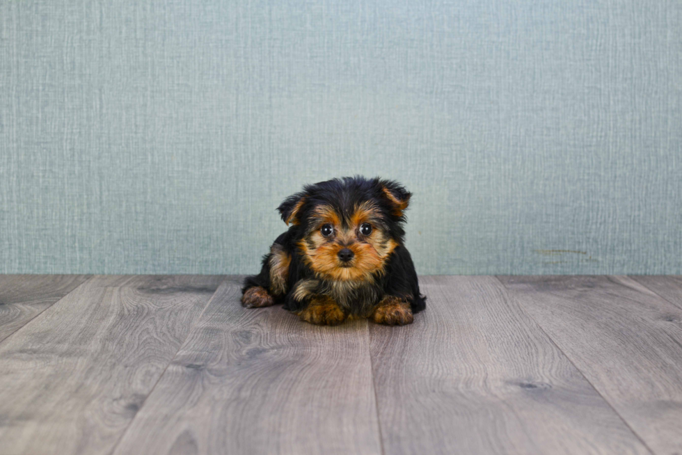 Meet Izzie - our Yorkshire Terrier Puppy Photo 
