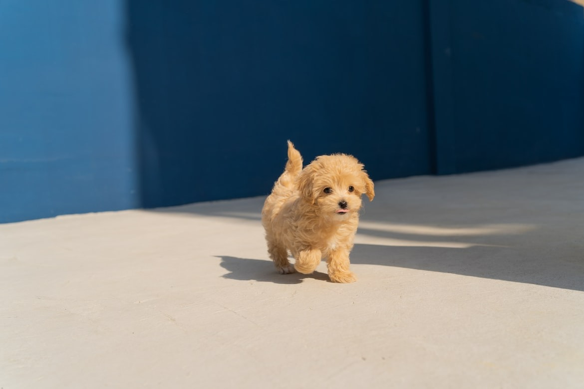 small curly Maltipoo puppy