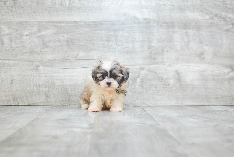 Little Shichon Designer Puppy
