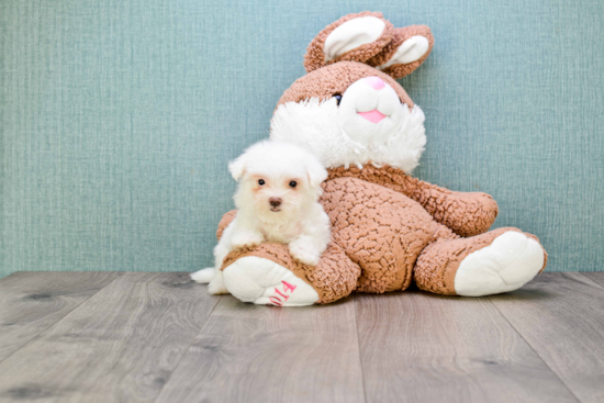 Maltipoo Pup Being Cute