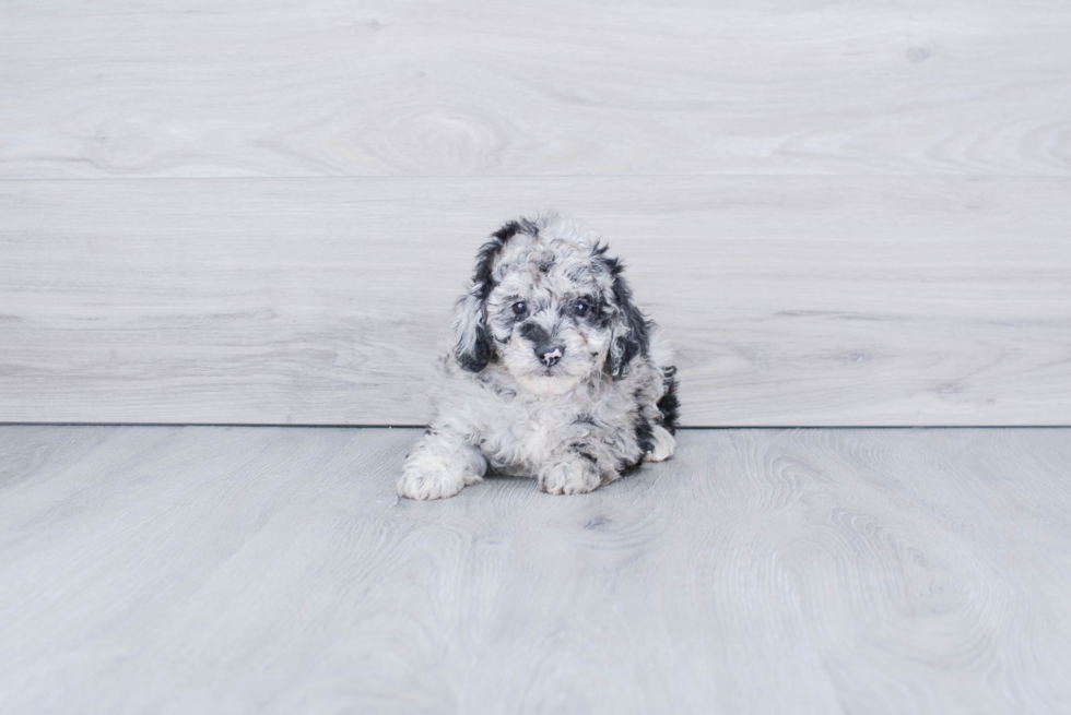 Meet Levy - our Mini Aussiedoodle Puppy Photo 3/4 - Premier Pups