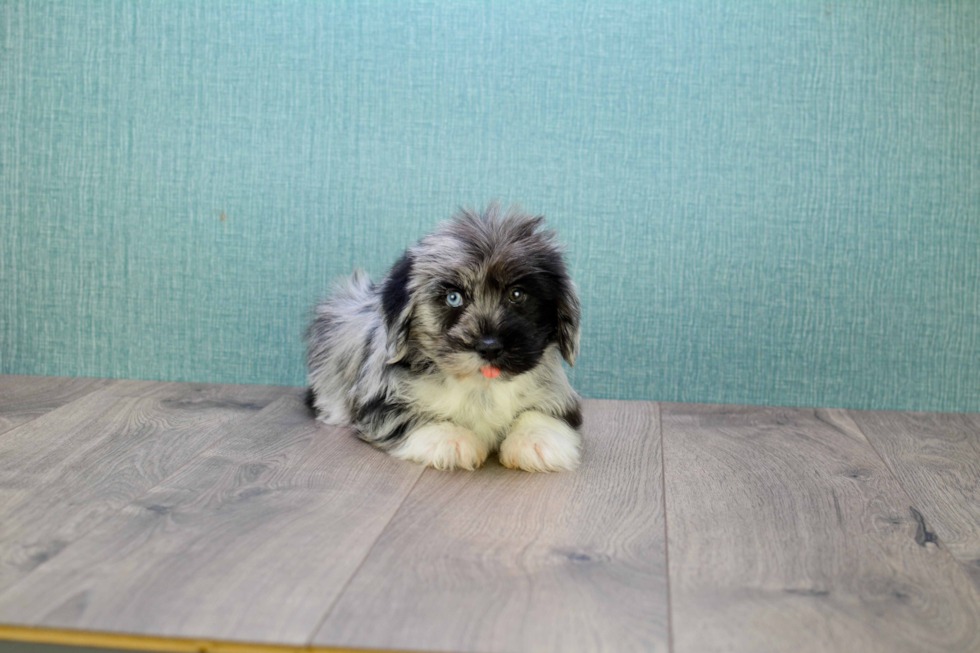 Fluffy Shorkie puppy a stylish blend of Yorkshire Terrier and Shih Tzu