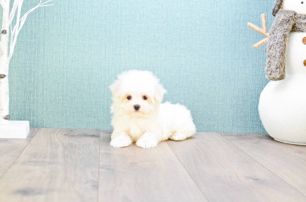 Meet Teacup-Madison - our Maltese Puppy Photo 