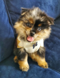 Adorable Pomeranian Purebred Pup