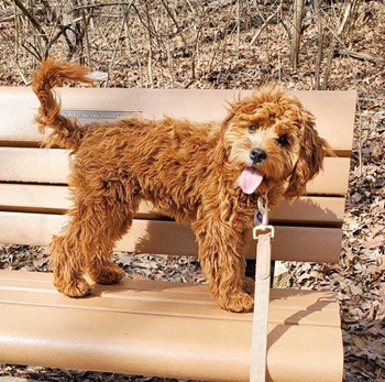 brown puppy wearing a leash and standing on a park bench