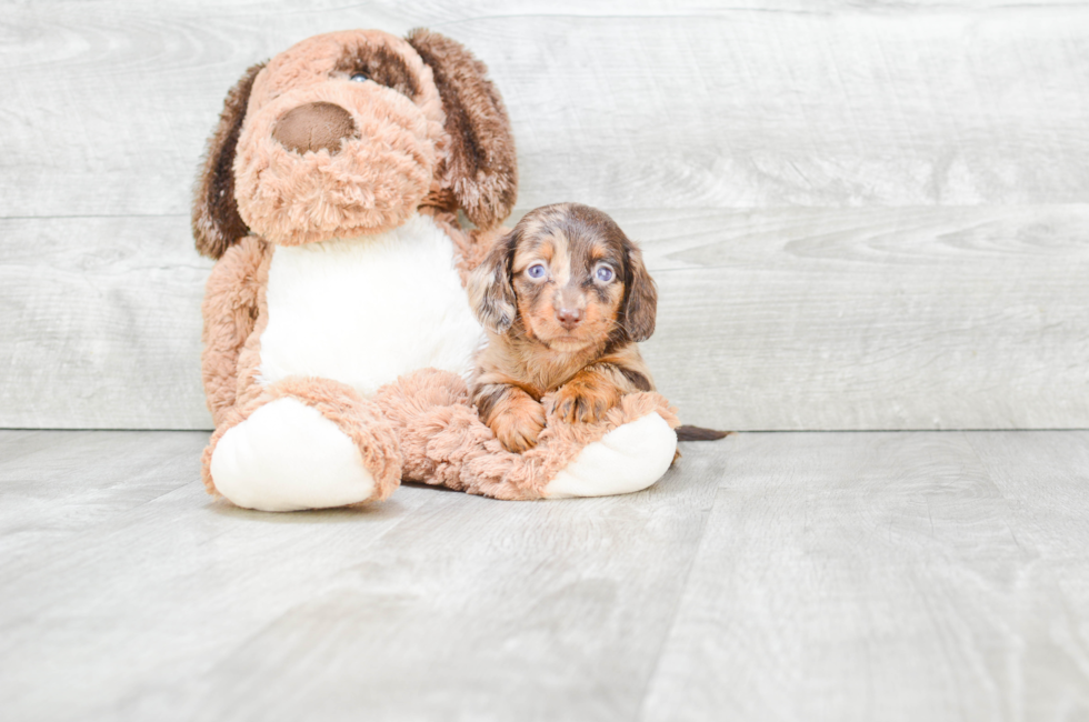 Dachshund puppies for sale in Ohio