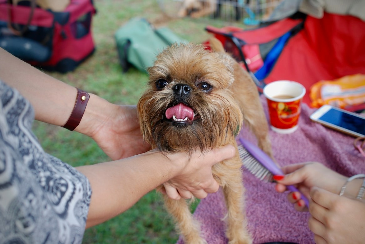 Dog owner gently brushing a dog's shiny coat