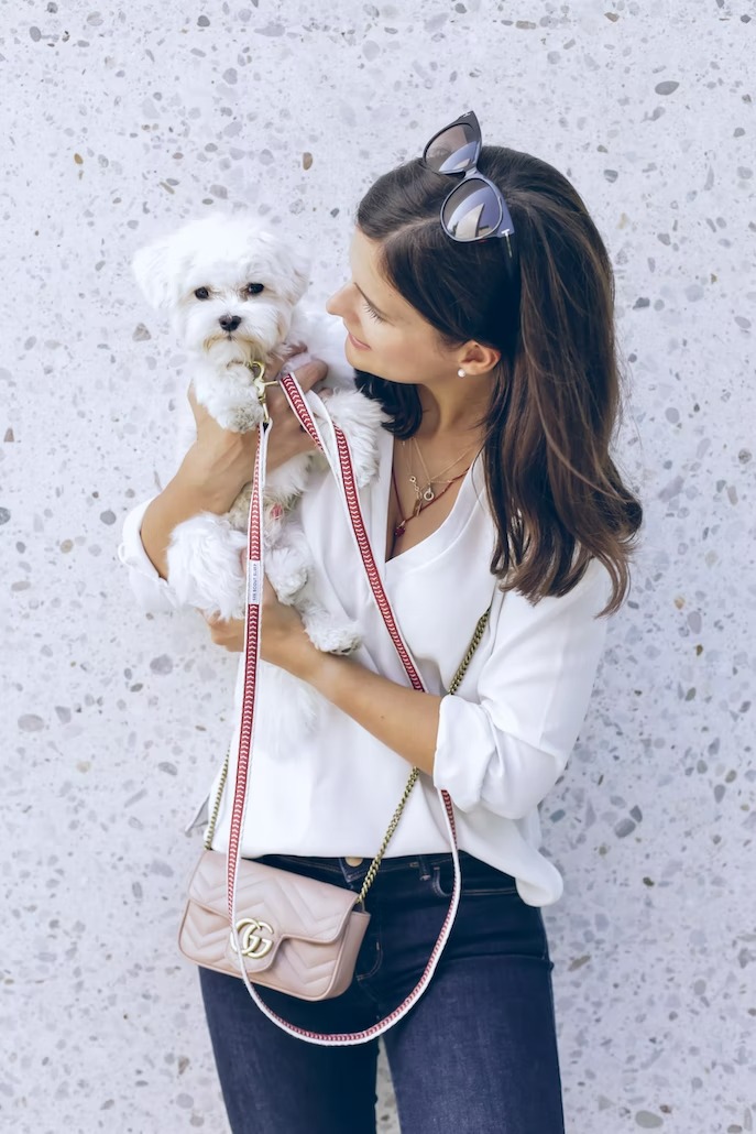 Maltese puppy with owner