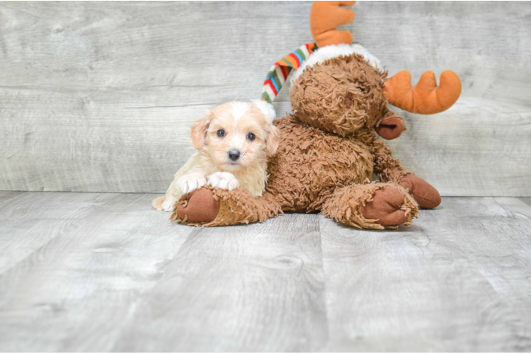 cava yorkie poo cava poo puppy cava yorkie poo cava poo puppy