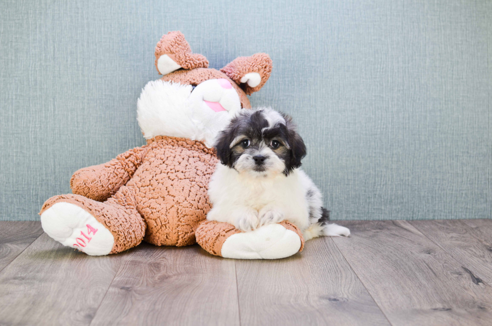 show me a picture of a teddy bear puppy