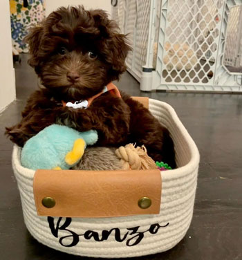 brown havapoo puppy sitting in a dog basket