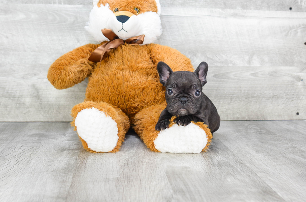 French Bulldog puppies for sale